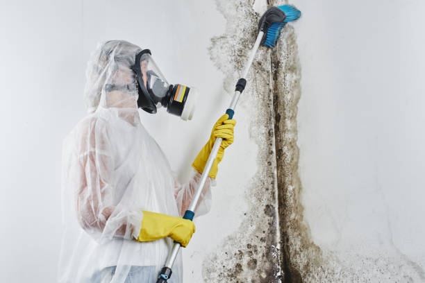 Best Commercial Mold Removal  in Bushland, TX
