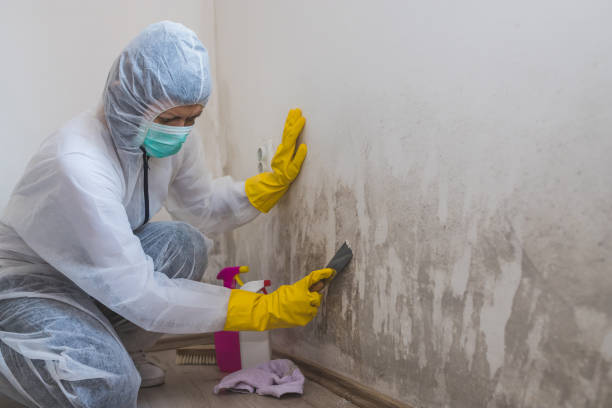 Attic Mold Removal in Bushland, TX