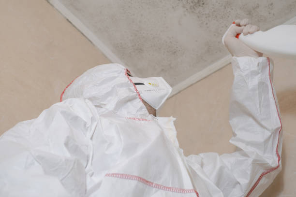 Best Same-Day Mold Removal  in Bushland, TX