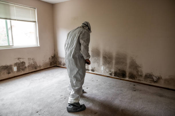 Best Mold Inspection  in Bushland, TX